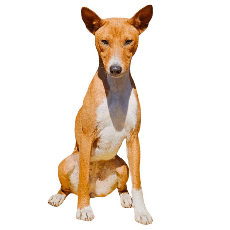Basenji Hero