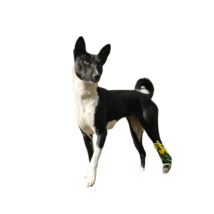 Zuri