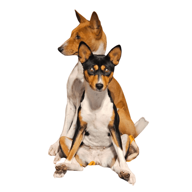 Le Basenji ne Jappe Pas