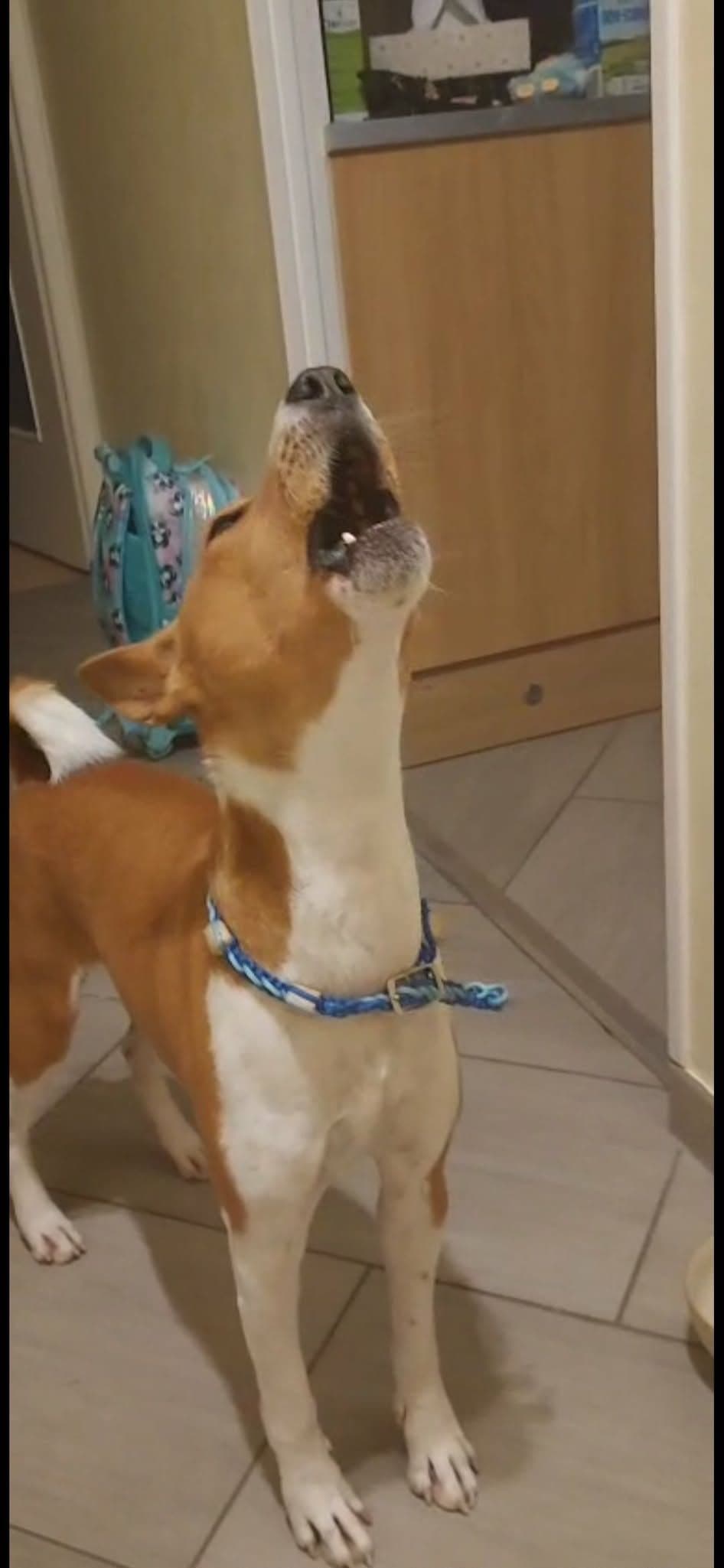 Le Basenji ne Jappe Pas